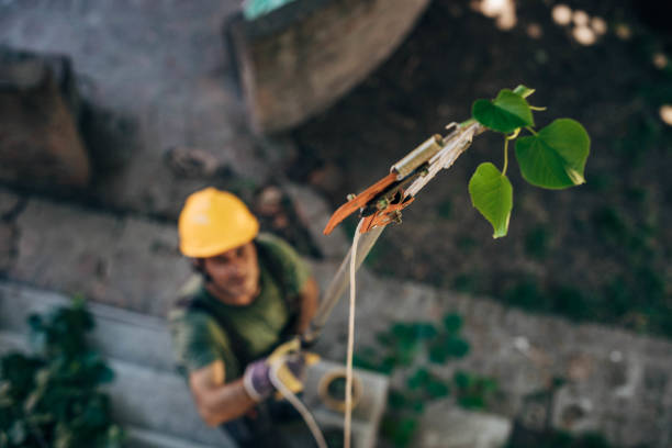 The Steps Involved in Our Tree Care Process in Savannah, GA